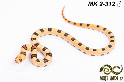 hadi na prodej, mládě, český chov hadů, odchov hadů, mojihadi.cz, Lampropeltis, mexcampb, magmaking, lampropeltis hybrid, lampropeltis mexicana, lampropeltis triangulum campbelli, special snakes, Mexican Kingsnake, Pueblan Milksnake, korálovka